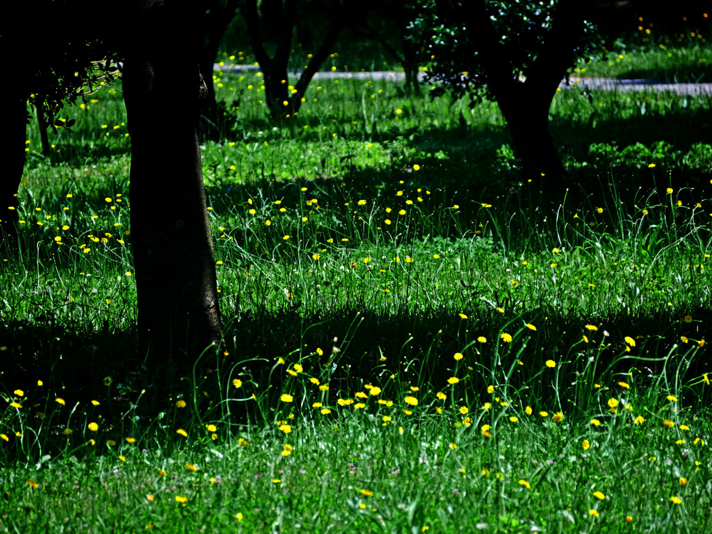 樹間の陽射し　P1270156zz