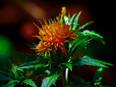 BENI-BANA   P1580854zz