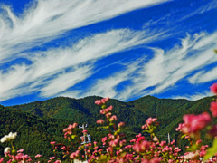 赤そばの花と秋の雲　DSC07164zz