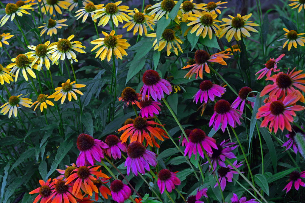 色とりどりと　P1010279zz