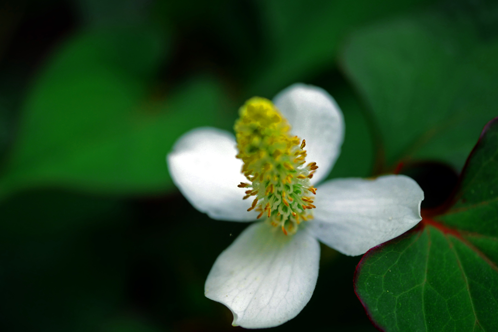 花一輪　P1400483zz