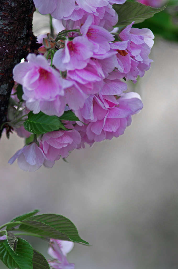 桜のブーケ　IMGP6849zz