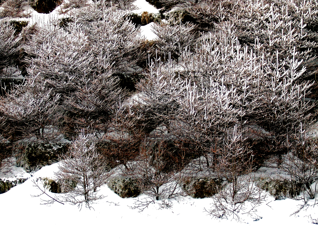樹　氷　DSC01546xx