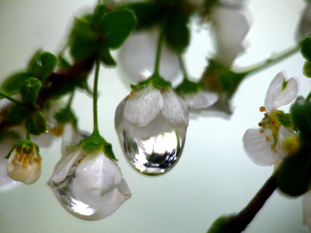 雨に咲く花  P1250777zz