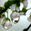 雨に咲く花  P1250777zz