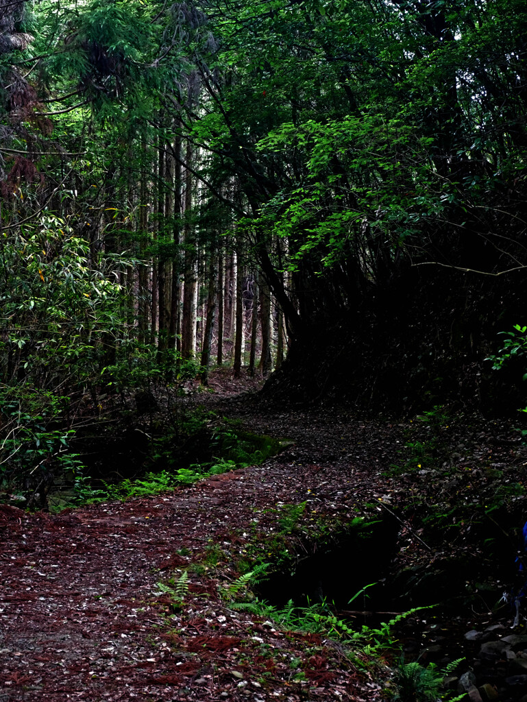 森の小径　P1280106zz