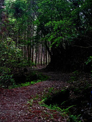 森の小径　P1280106zz