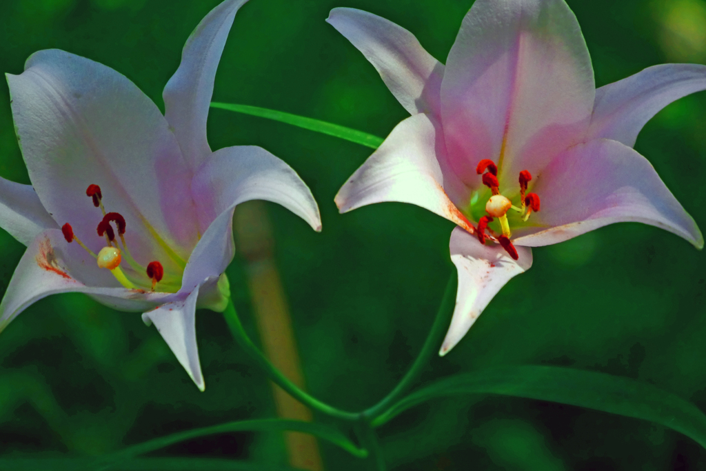 ササユリ　P1400590zz