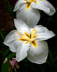 白い花たち 〔透けるが如く〕　P1190379zz