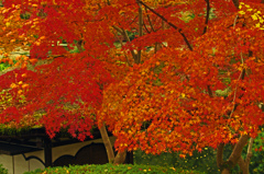 紅く蕩けるような紅葉　IMG2510zz