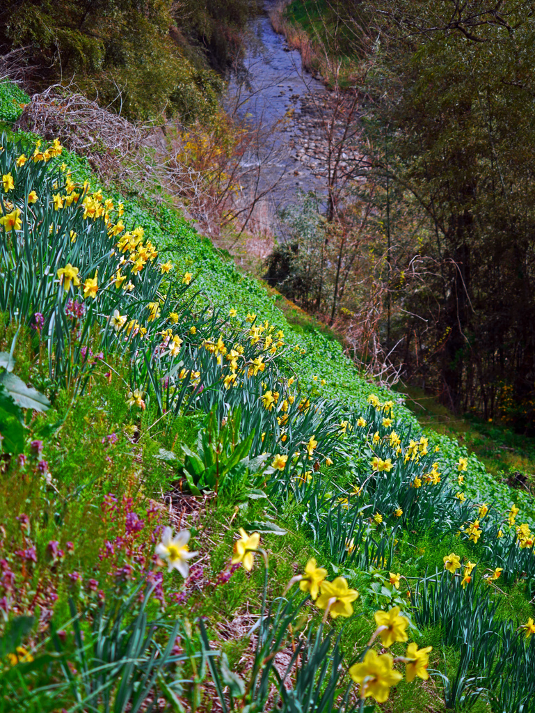 土手に咲く春　P1150266zz