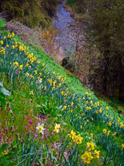 土手に咲く春　P1150266zz