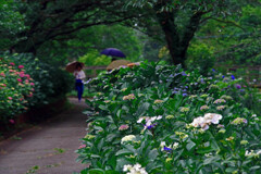 紫陽花が咲く道　IMGP7808zz