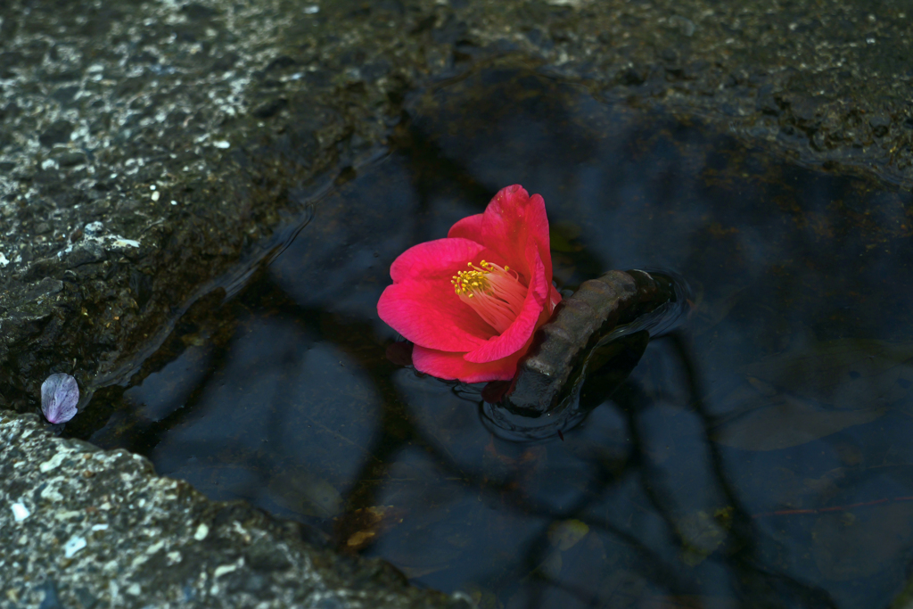 小さな水溜り　P1061631zz