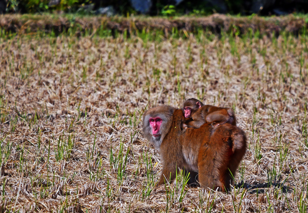 お猿の親子　P1270760zz