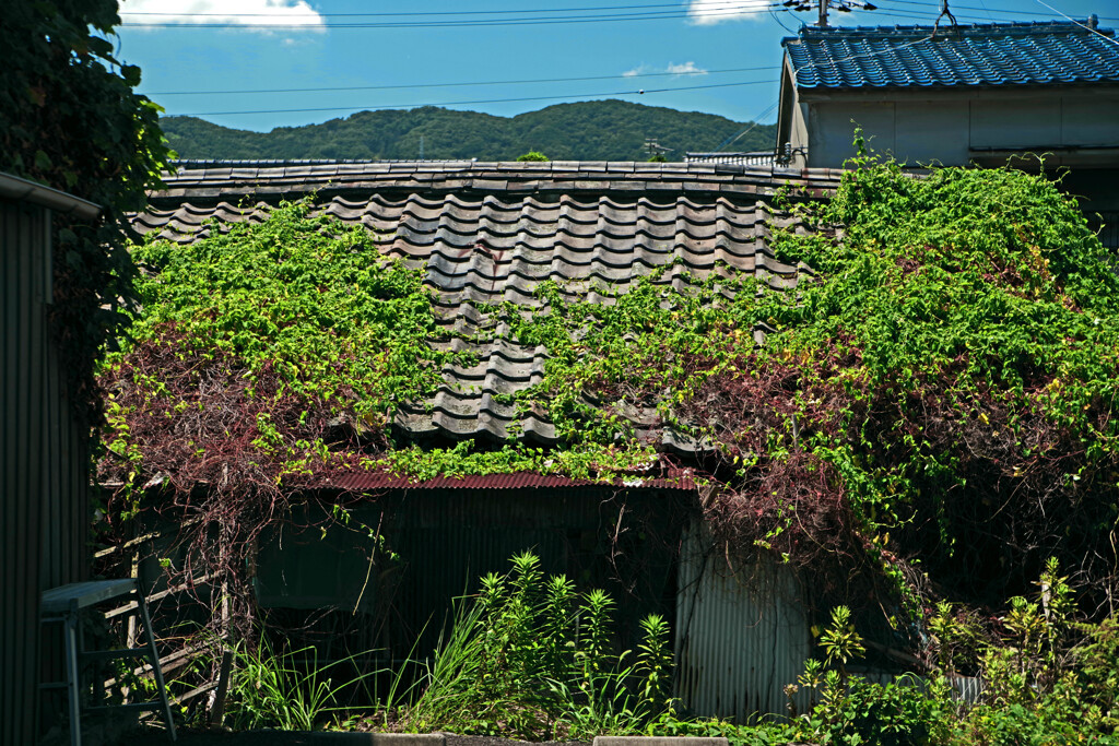 黒江 町散歩 其の伍　IMGP8666zz