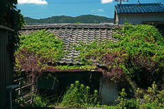 黒江 町散歩 其の伍　IMGP8666zz