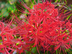 乱れ咲く花　P1091091zz