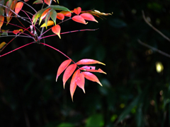 紅葉 木漏れ日　P1160896zz