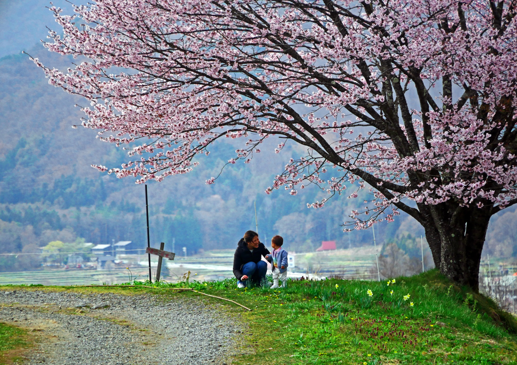 桜の下で‥‥　P1150161zz