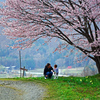 桜の下で‥‥　P1150161zz