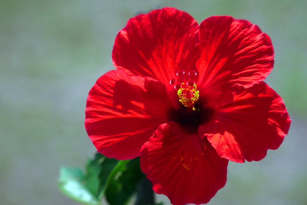 夏な花 情熱　P1420618zz