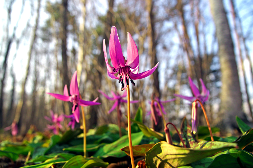 カタクリの花　IMGP4749z