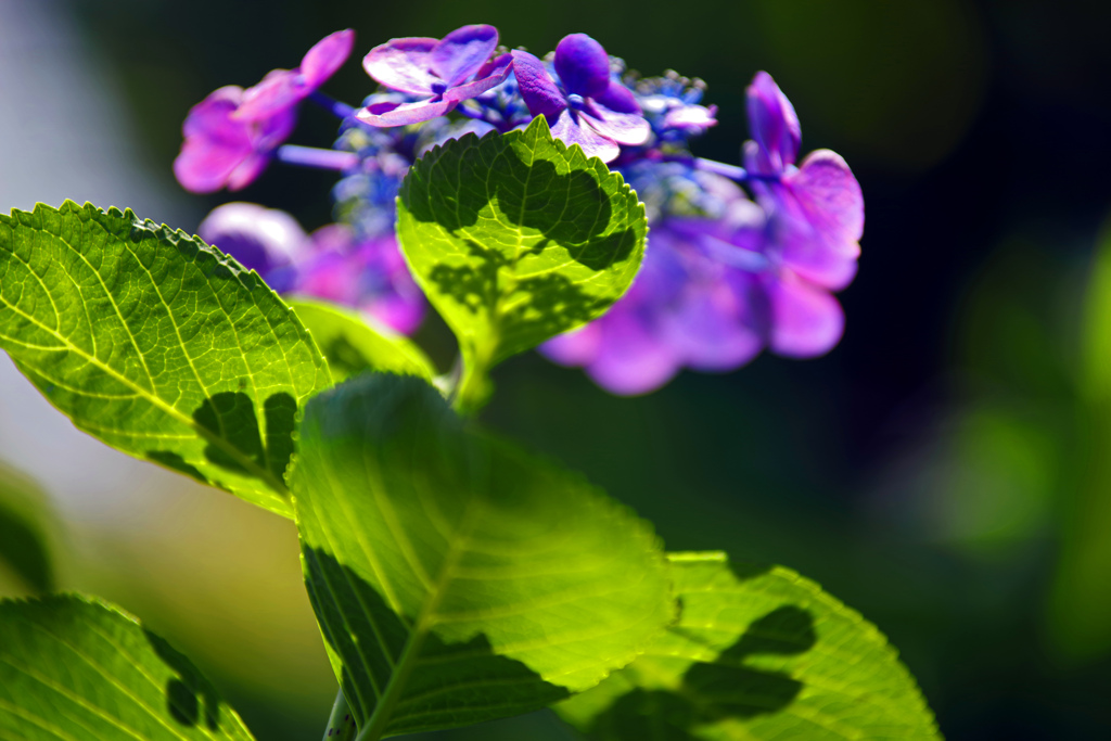 Flower shadowⅡ　 IMGP2691zz