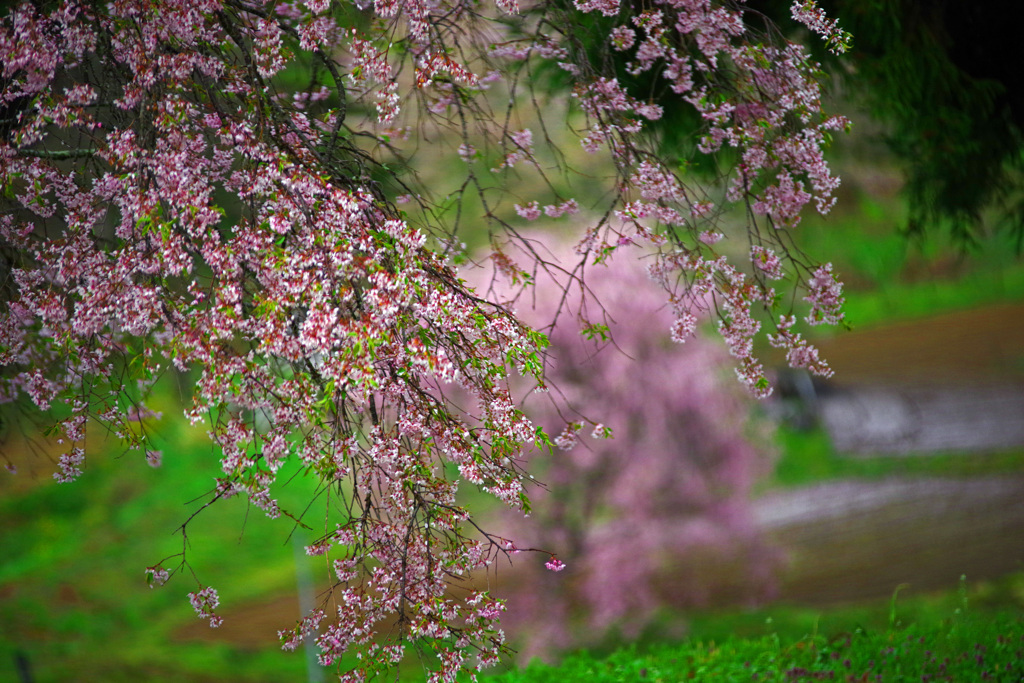 番所の桜もそろそろ葉桜　IMGP1971zz