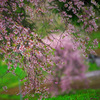 番所の桜もそろそろ葉桜　IMGP1971zz