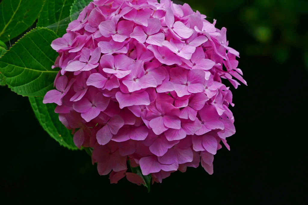 大輪の紫陽花　P1180548zz