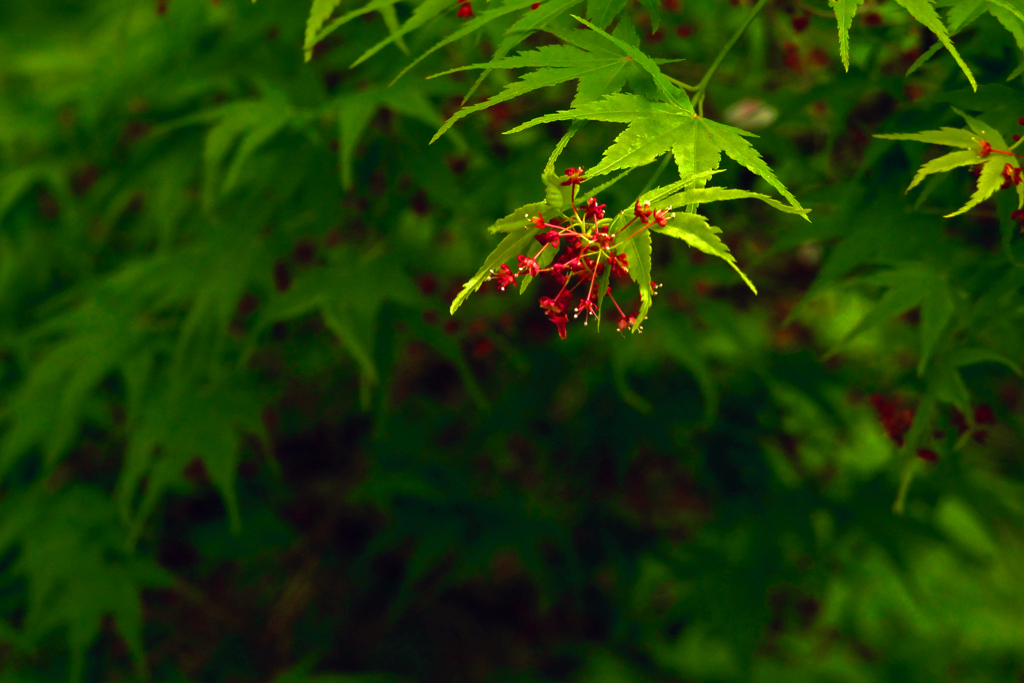 椛の花　P1370131zz