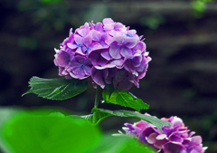 雨に咲く花　P1010194zz
