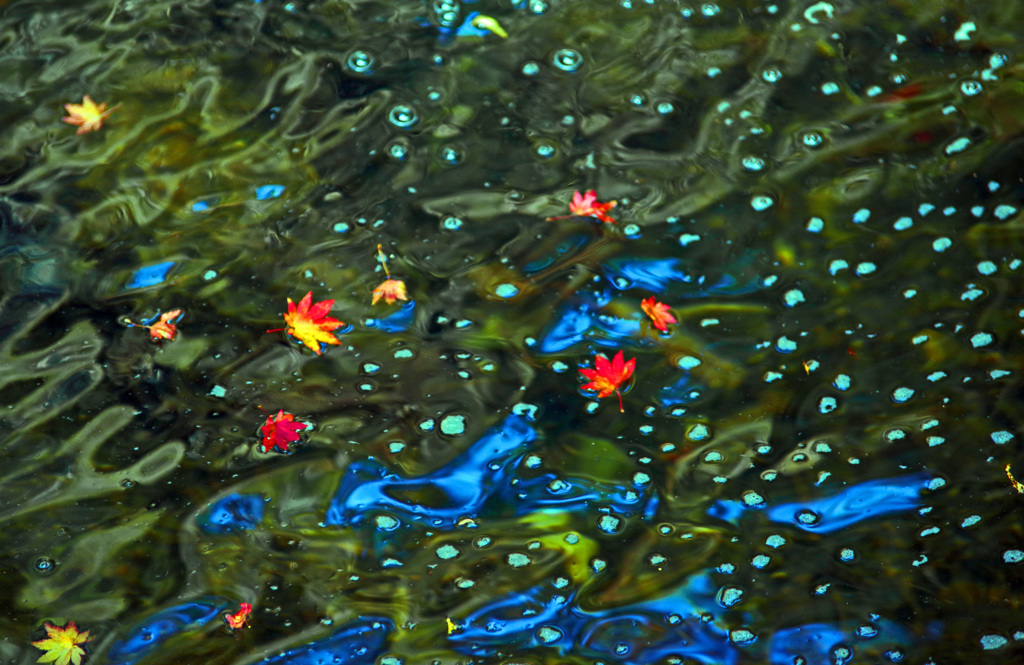 水面の彩り　IMGP0889zz