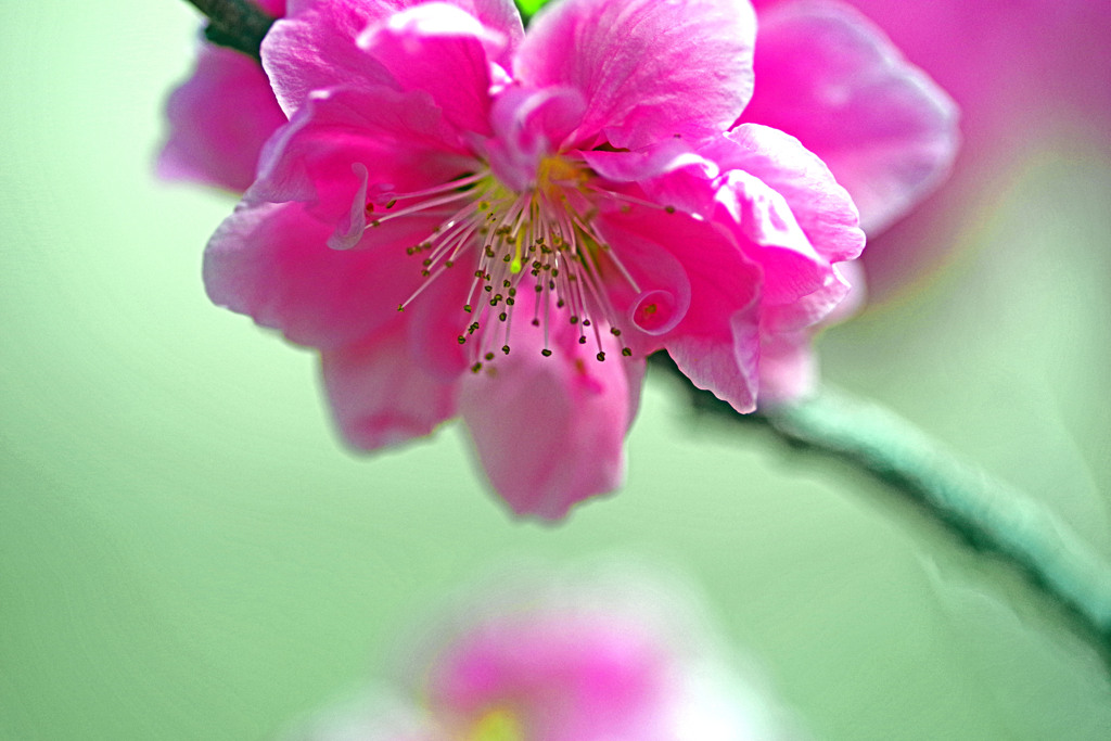 花桃　IMGP2558zz