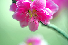 花桃　IMGP2558zz