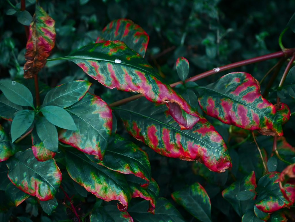 これも紅葉　P1460488zz