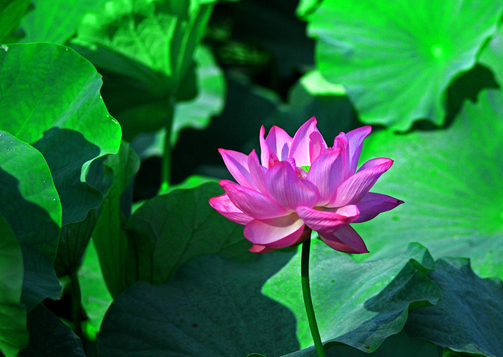 赤い蓮　IMGP2267z