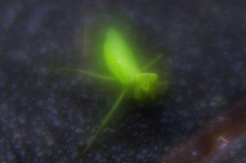路上のカマキリ　_IGP7425zz