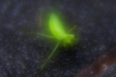 路上のカマキリ　_IGP7425zz