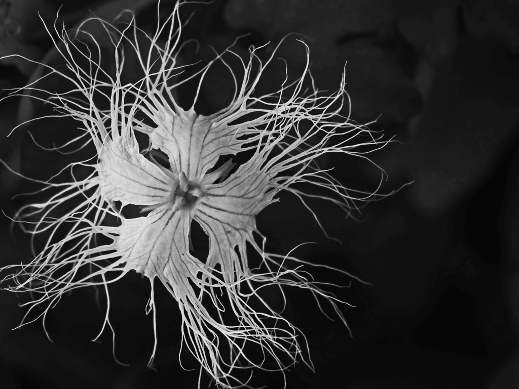 夜に咲く花　P1630085zz