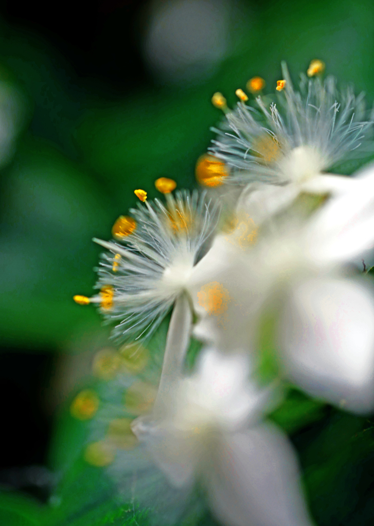 蕊の美　P1390717zz