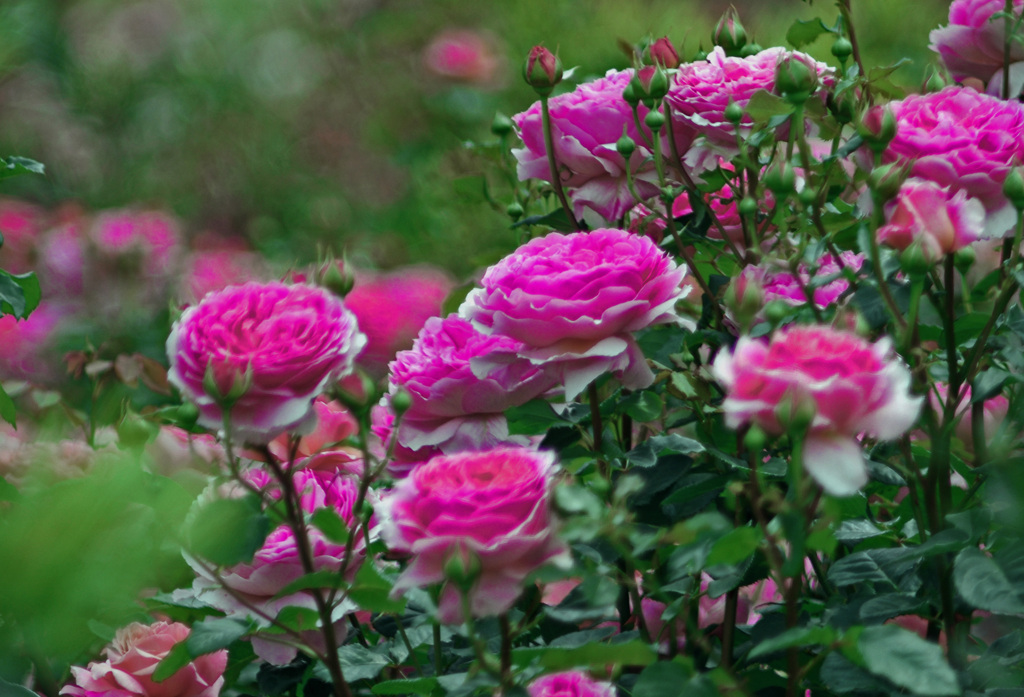 紅い薔薇が咲いた　_IGP6402zz