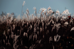 寂しげな秋　IMGP3280zz