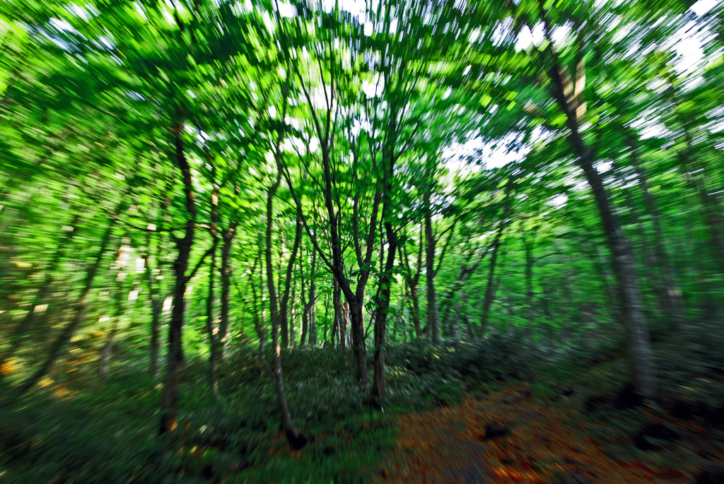 森の気　IMGP4356zz