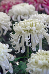 大輪の白菊　IMGP0156zz