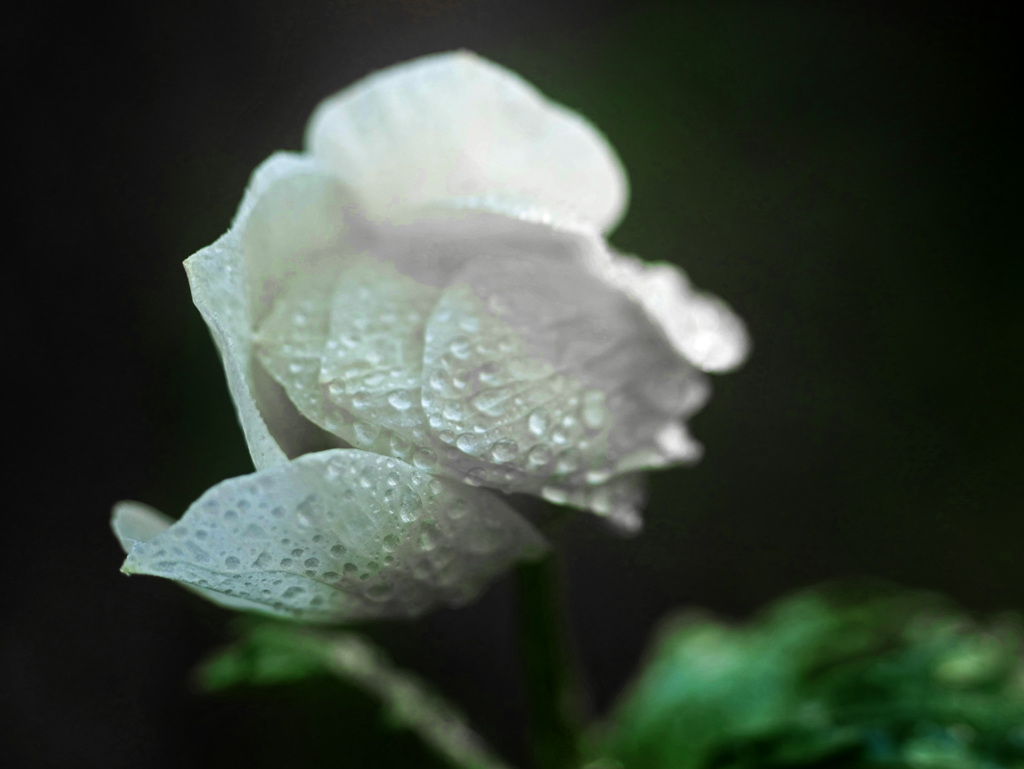 アネモネ 雨に濡れて　P1160243zz