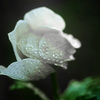 アネモネ 雨に濡れて　P1160243zz