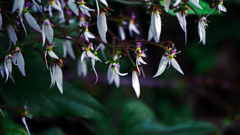 花の舞踏会　P1170842zz