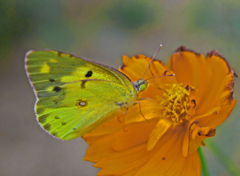 朝食時　P1670954zz